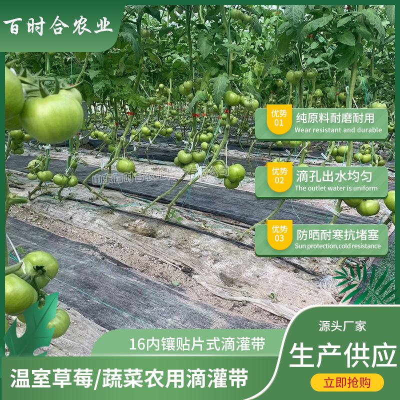 內(nèi)鑲貼片式滴灌帶價格山東百時合農(nóng)業(yè)科技有限公司