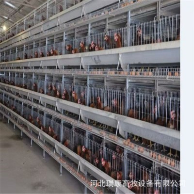 雞籠廠家養(yǎng)殖設(shè)備 蛋雞籠 肉雞籠 小雞龍 鵪鶉籠 可做全自動設(shè)備