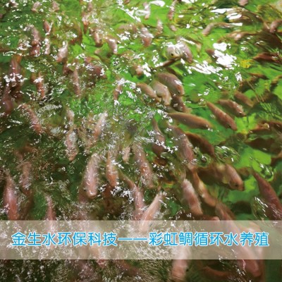 工廠化循環(huán)水養(yǎng)殖系統(tǒng) 養(yǎng)殖水處理 污水處理