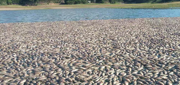 16藍(lán)靈的純氧溶氧器為何“難產(chǎn)”？3