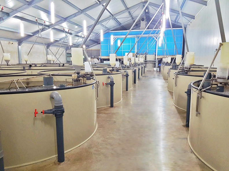 大型養(yǎng)魚池 循環(huán)水高密度養(yǎng)殖室內(nèi)工廠化養(yǎng)魚耐腐蝕塑料PP魚池