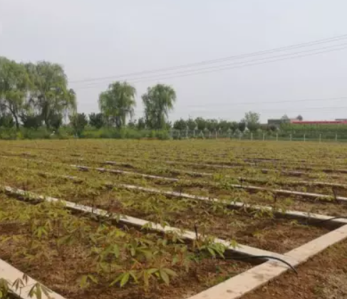 陜西微噴帶廠家_陜西微噴帶銷售_公司_選擇楊凌潤沃***