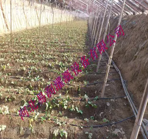 滴水均勻壽命長滴灌管 山西***微灌管批發(fā)價(jià)格