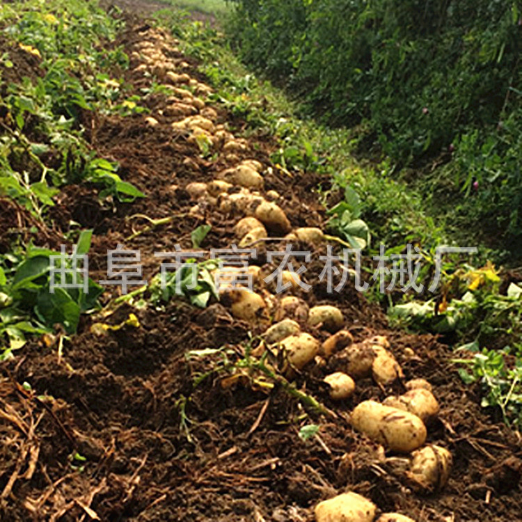 土豆收獲機
