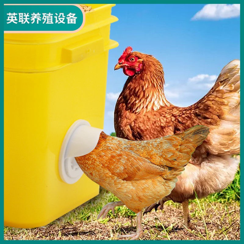 雞用喂料器家禽自動(dòng)喂食器雞料筒雞用飼料桶雞用喂料桶禽類喂料口