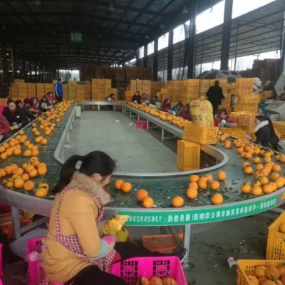 不銹鋼環(huán)形傳送機(jī) 輸送機(jī)設(shè)備 食品飲料水果裝箱物流傳送 支持定制