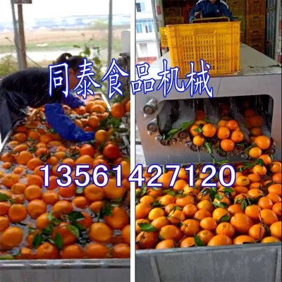多功能柑橘清洗機(jī) 全自動(dòng)洗白蘿卜機(jī)器 臍橙柑桔贛橙水洗機(jī)拋光機(jī)