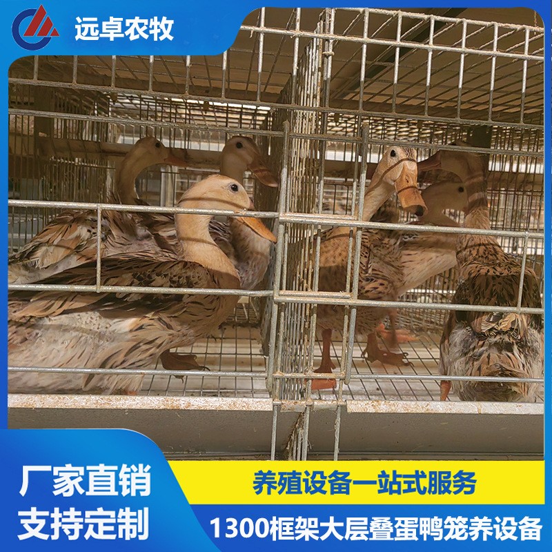 全自動撿蛋蛋雞養(yǎng)雞場設(shè)備 安徽宣城四列五層疊蛋鴨籠自動化