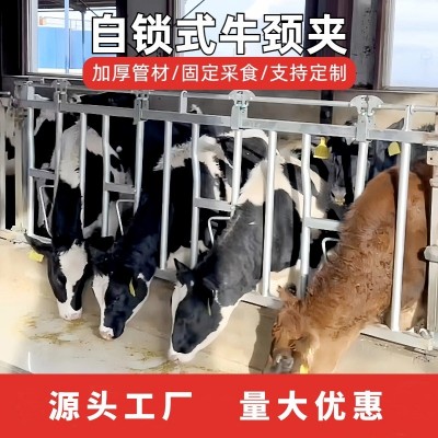 養(yǎng)牛廠自鎖式牛頸枷單雙開活位奶牛場設備牧場加厚熱鍍鋅牛頸夾