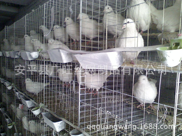 鴿子籠5