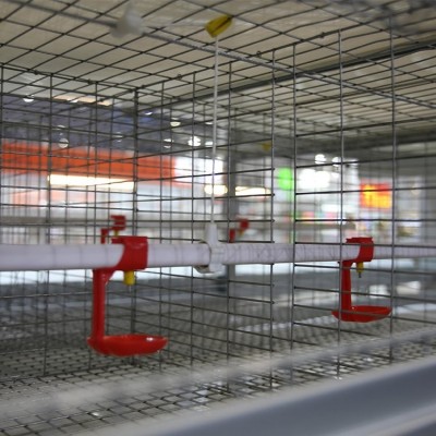 9LCD養(yǎng)蛋雞設(shè)備熱鍍鋅層疊式蛋雞籠養(yǎng)設(shè)備高密度養(yǎng)雞設(shè)備定制