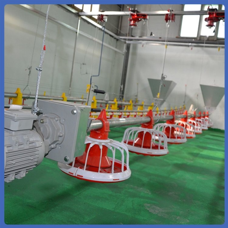 雞料線 養(yǎng)殖飼喂設(shè)備 拆洗方便 緊湊合理 用材優(yōu)良