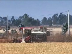 云南祿豐：統籌調度農機 8萬畝小麥陸續收割