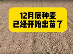 #農(nóng)業(yè)知識 #農(nóng)業(yè)人話農(nóng)業(yè)#分享農(nóng)業(yè)小知識